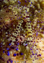 Coleman Shrimp, Anilao Phillippine by Ai Ling 